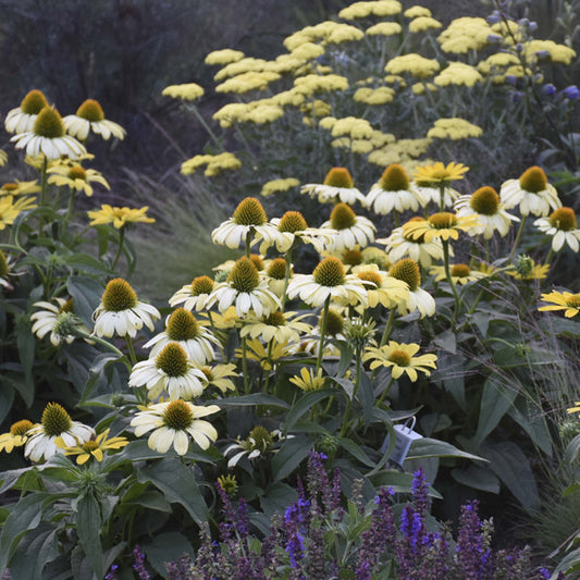 A garden featuring clusters of Eye Catcher® 'Canary Feathers' Coneflower (Echinacea), accented by other yellow perennials and lush green foliage, creates a vibrant, colorful natural scene - Photo Courtesy of Walters Gardens, Inc.