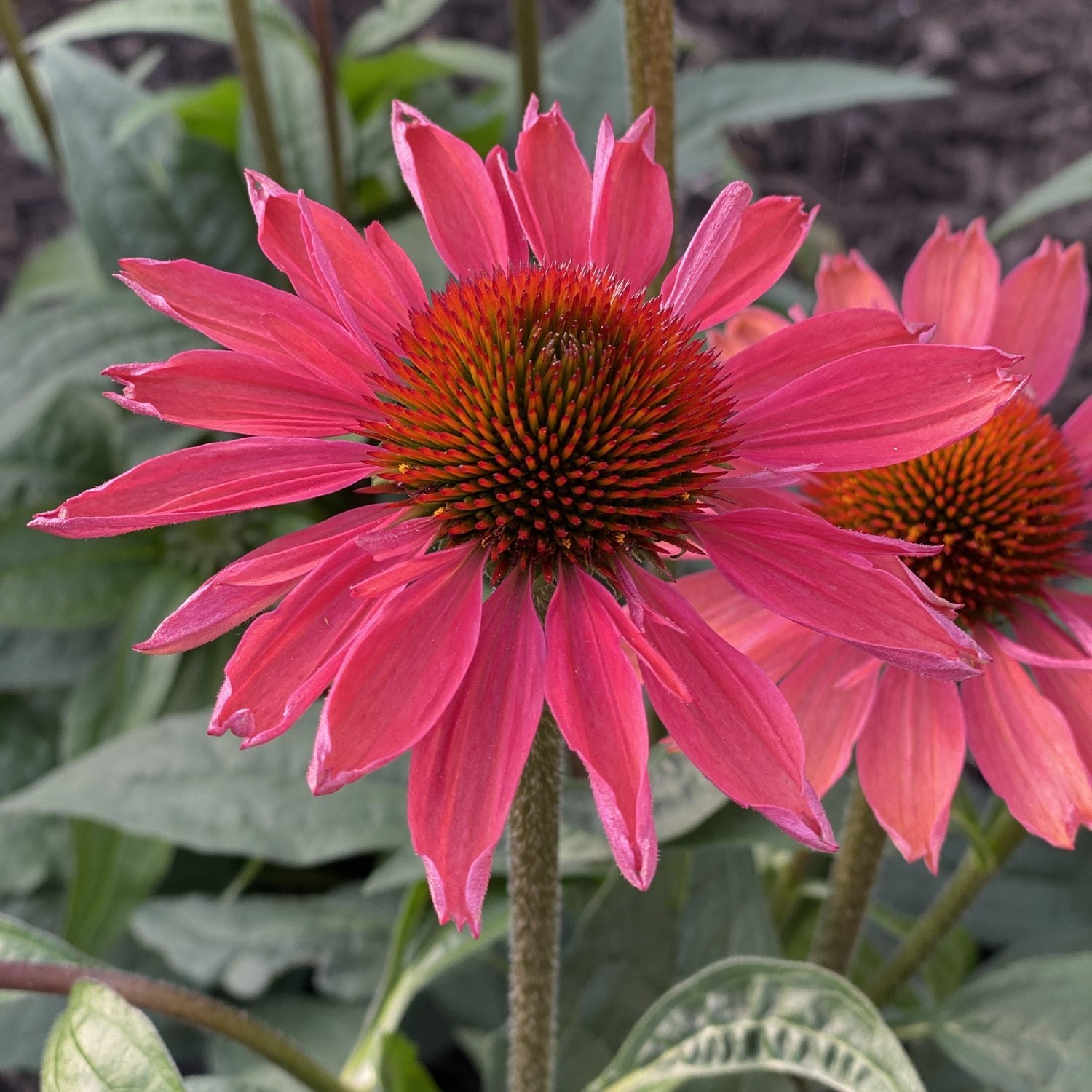 A close-up of Eye Catcher® 'Coral Craze' Coneflower (Echinacea) with vibrant pink pointed petals and a spiky orange center, set among green leaves and another similar bloom in the background - Photo Property of Garden Crossings LLC.