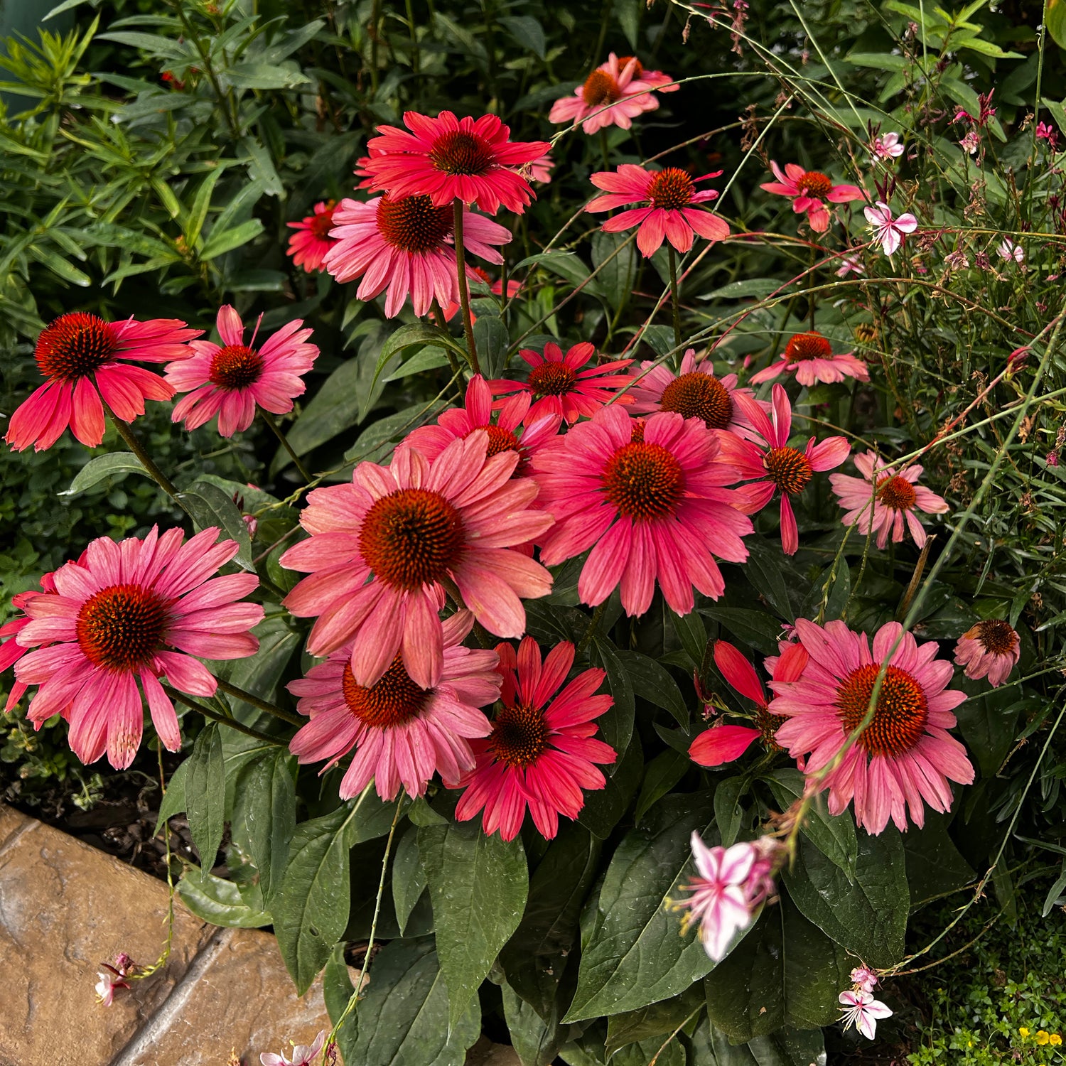 Eye Catcher® 'Coral Craze' Coneflower (Echinacea) - Photo Property of Garden Crossings LLC