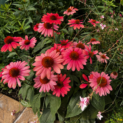 Eye Catcher® 'Coral Craze' Coneflower (Echinacea) - Photo Property of Garden Crossings LLC