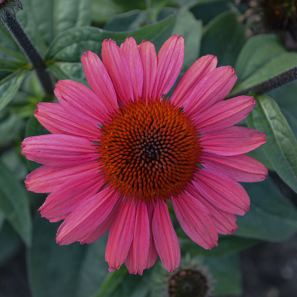 Eye Catcher® 'Coral Craze' Coneflower (Echinacea) - Photo Courtesy of Walters Gardens, Inc.