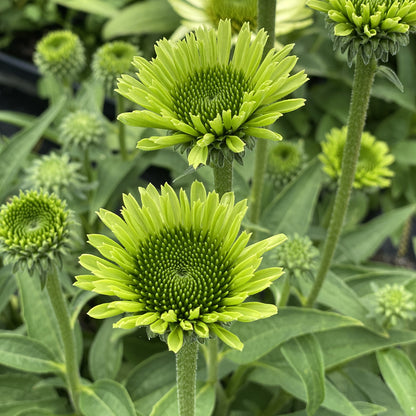 Green Jewel' Coneflower (Echinacea) - Photo Property of Garden Crossings LLC