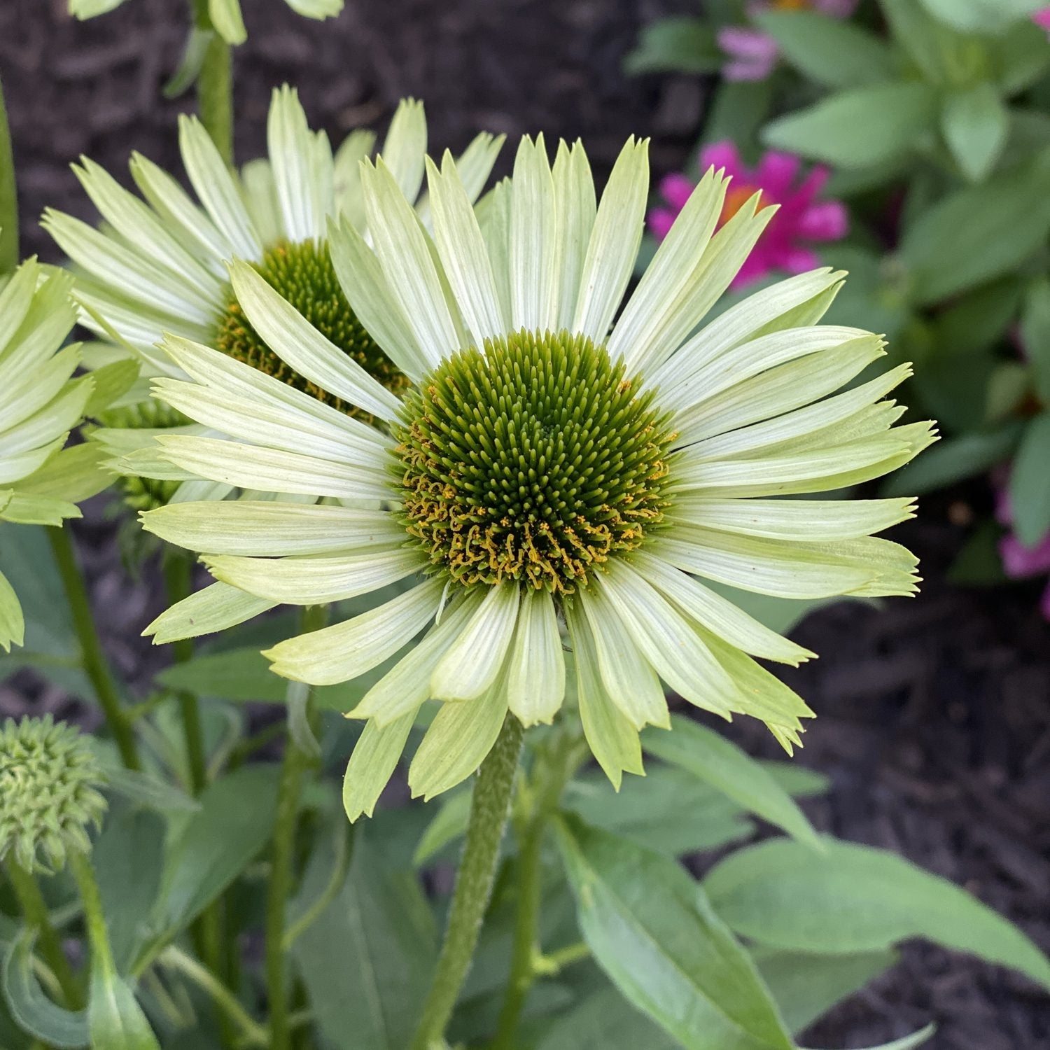 Close-up of 'Green Jewel' Coneflower (Echinacea) with pale green, spiky petals and a textured green center, set amid lush leaves and blurred pink flowers - Photo Property of Garden Crossings LLC.