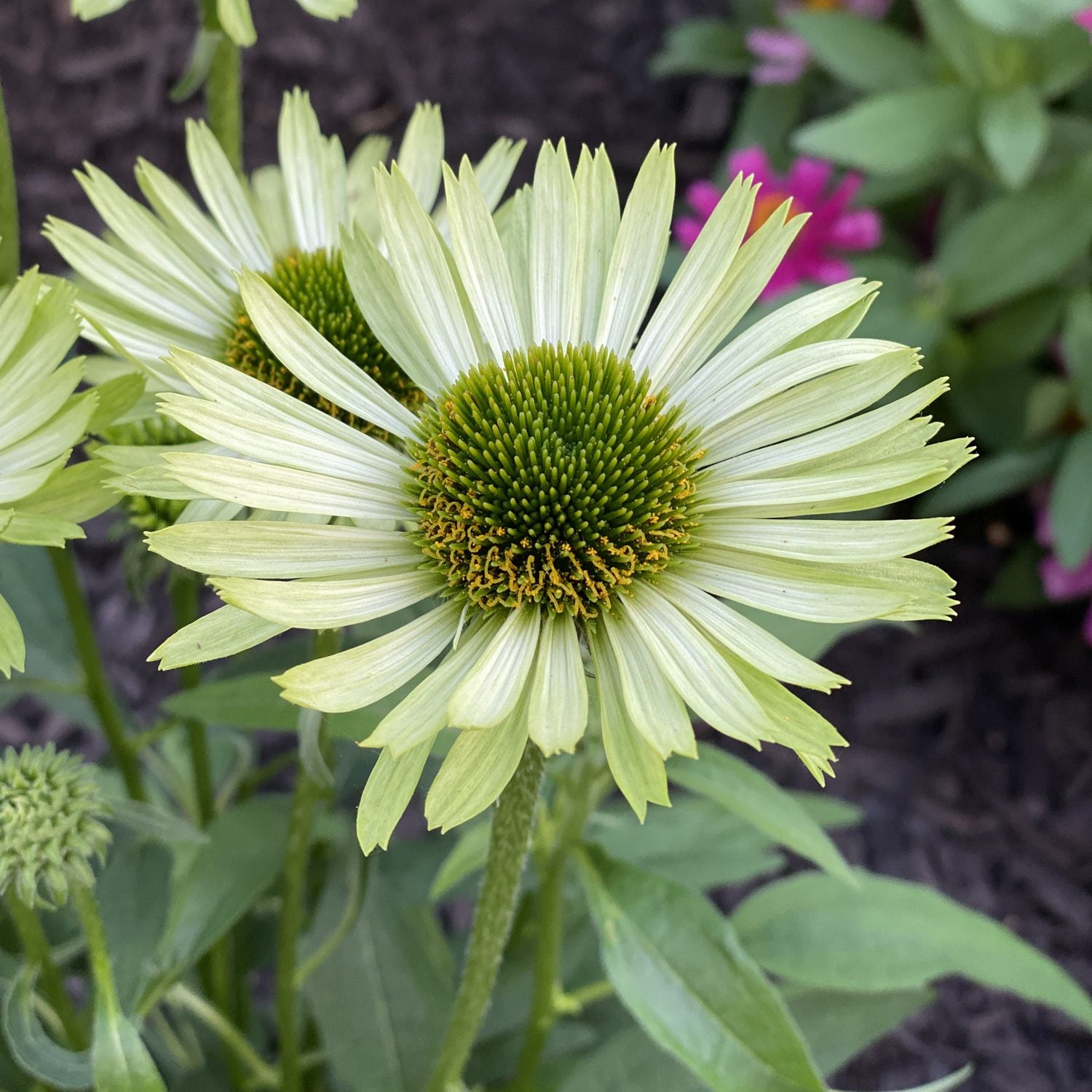 Green Jewel' Coneflower (Echinacea) - Photo Property of Garden Crossings LLC