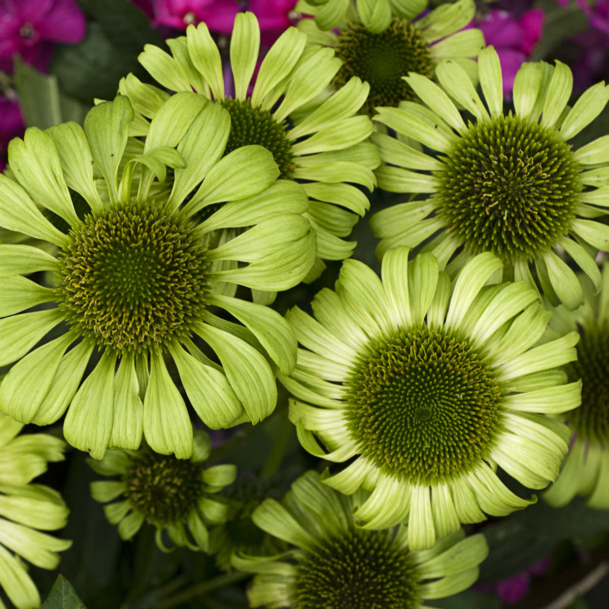 Green Jewel' Coneflower (Echinacea) - Photo Courtesy of Walters Gardens, Inc.