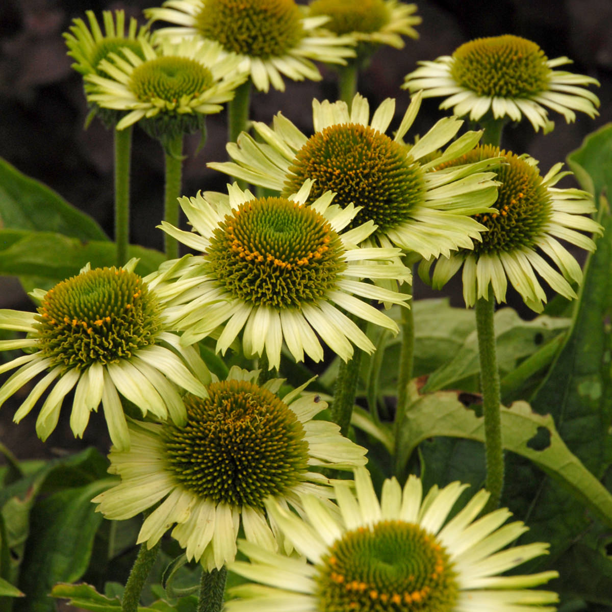 Green Jewel' Coneflower (Echinacea) - Photo Courtesy of Walters Gardens, Inc.