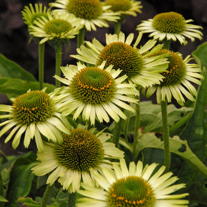Green Jewel' Coneflower (Echinacea) - Photo Courtesy of Walters Gardens, Inc.