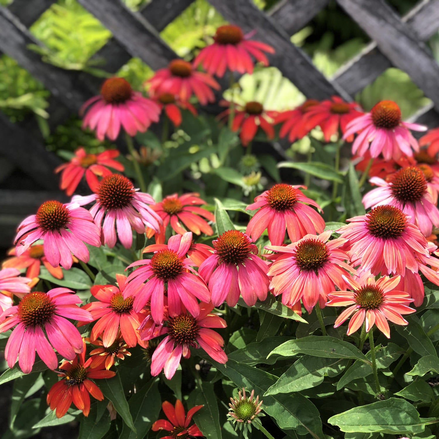 Summersong™ Firefinch™ Coneflower (Echinacea) - Photo Property of Garden Crossings LLC