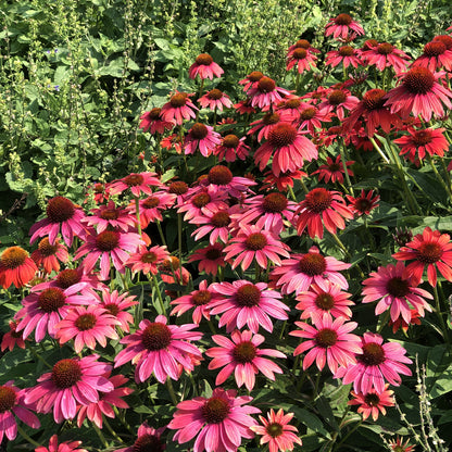 Summersong™ Firefinch™ Coneflower (Echinacea) - Photo Property of Garden Crossings LLC