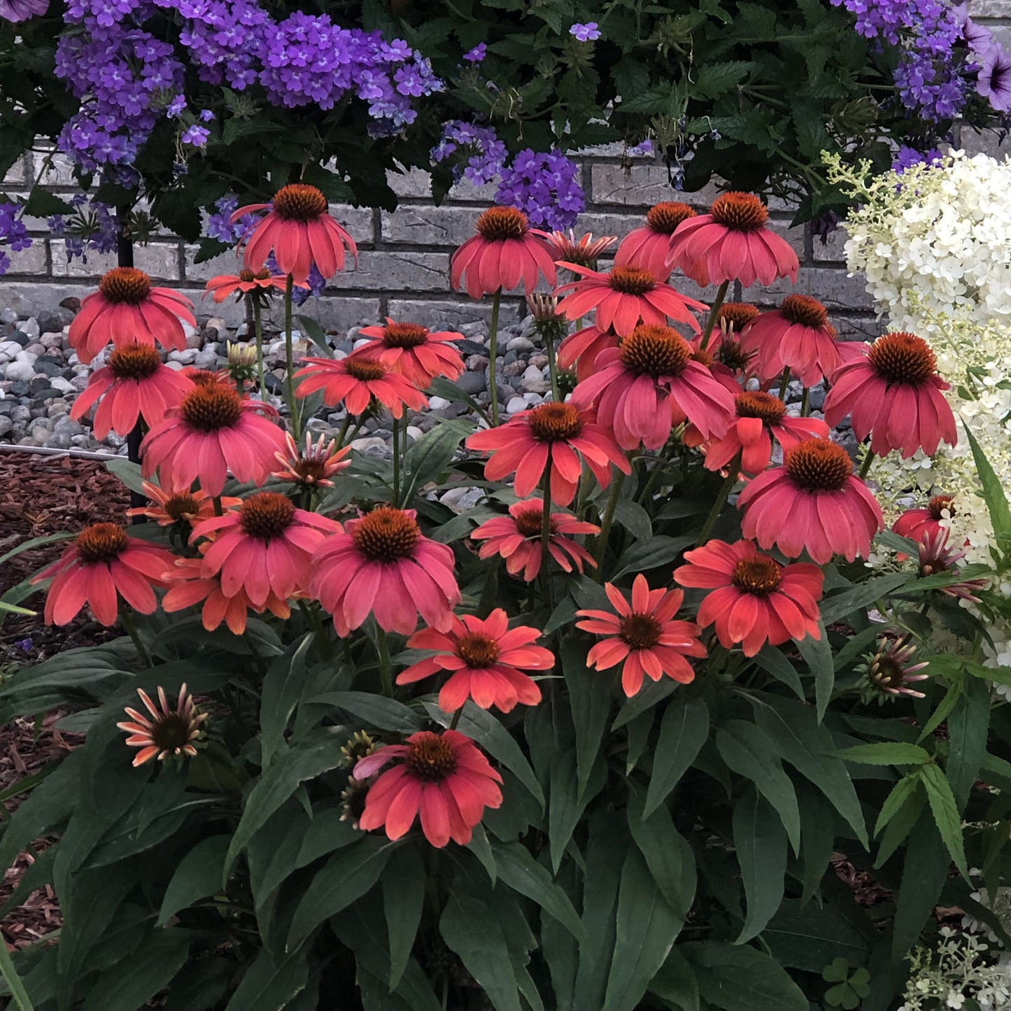 Summersong™ Firefinch™ Coneflower (Echinacea) - Photo Property of Garden Crossings LLC