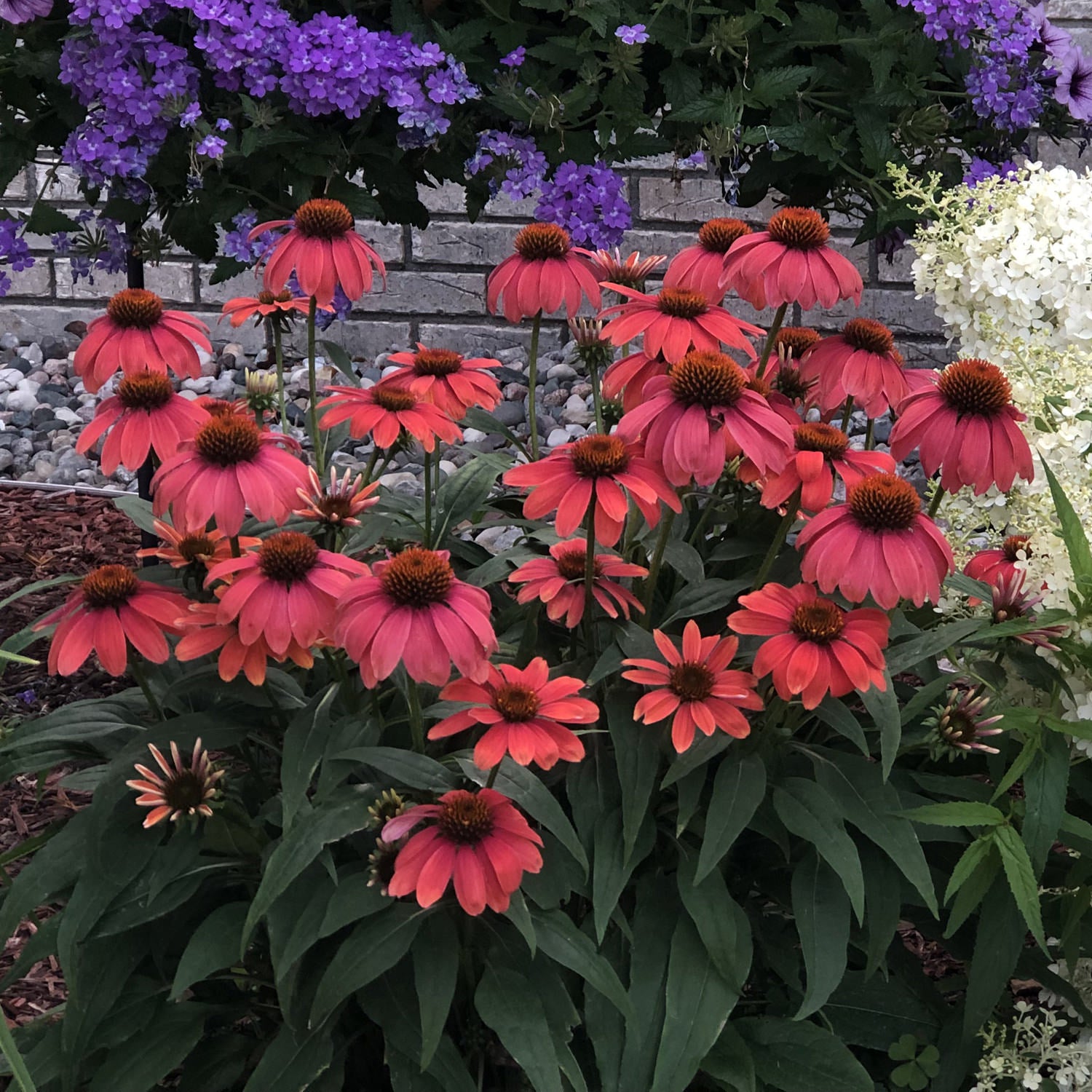 Summersong™ Firefinch™ Coneflower (Echinacea) - Photo Property of Garden Crossings LLC