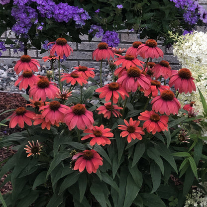 Summersong™ Firefinch™ Coneflower (Echinacea) - Photo Property of Garden Crossings LLC
