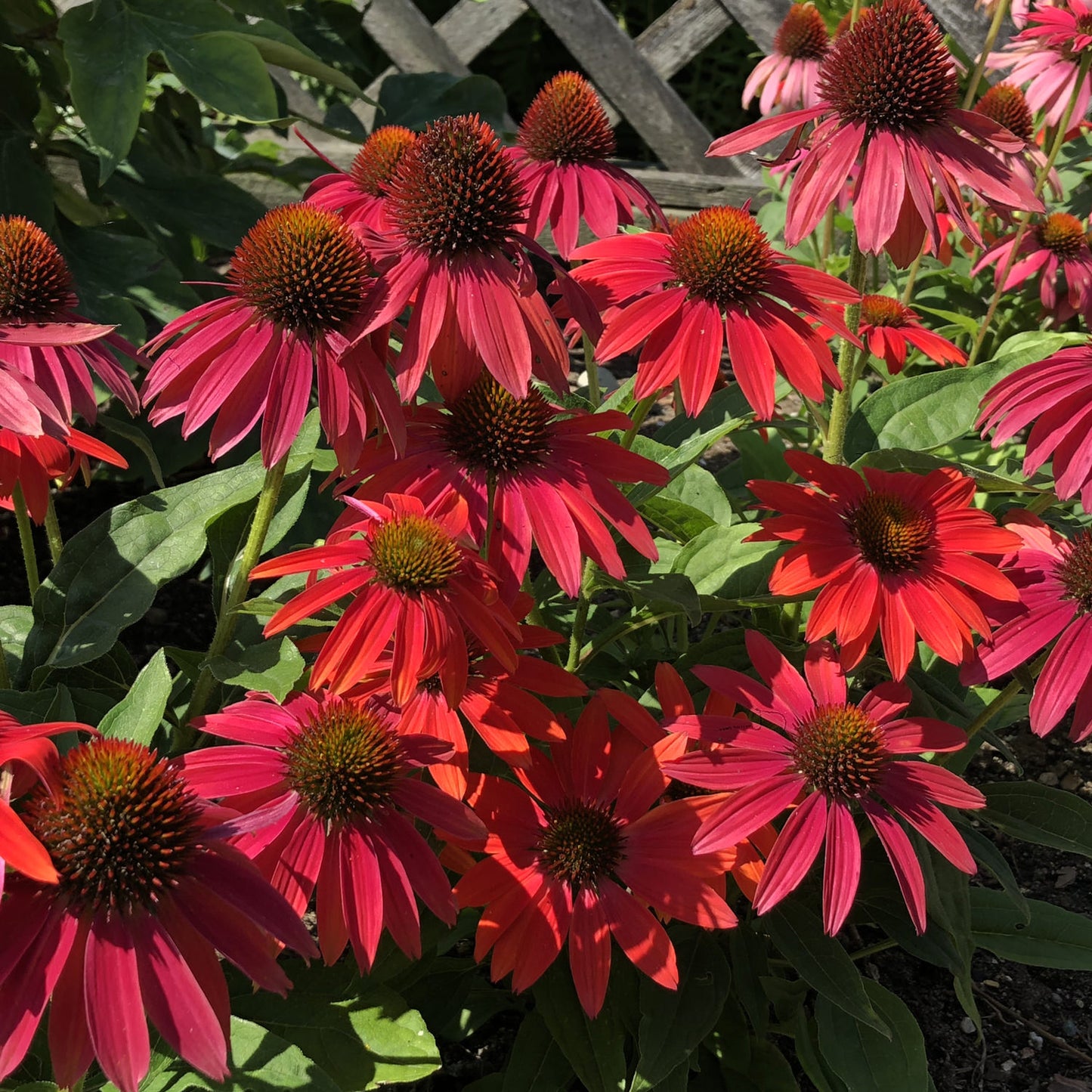Summersong™ Firefinch™ Coneflower (Echinacea) - Photo Property of Garden Crossings LLC