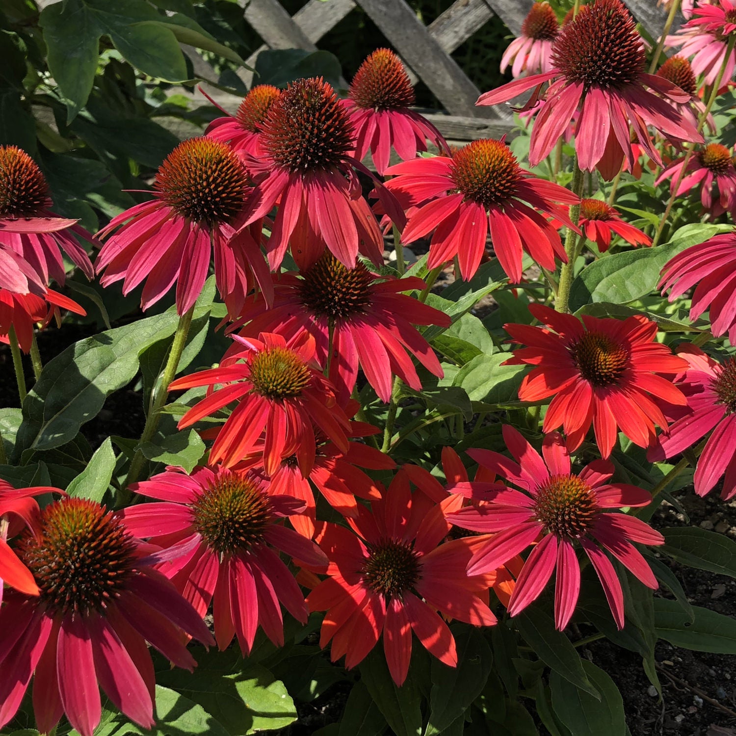 Summersong™ Firefinch™ Coneflower (Echinacea) - Photo Property of Garden Crossings LLC