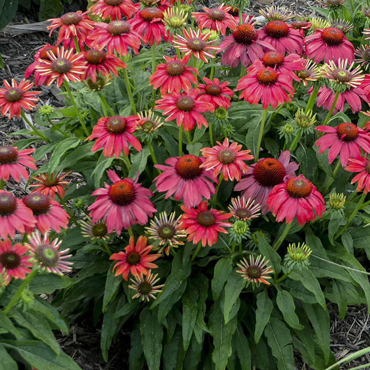 Summersong™ Firefinch™ Coneflower (Echinacea) - Photo Courtesy of Proven Winners, Inc.