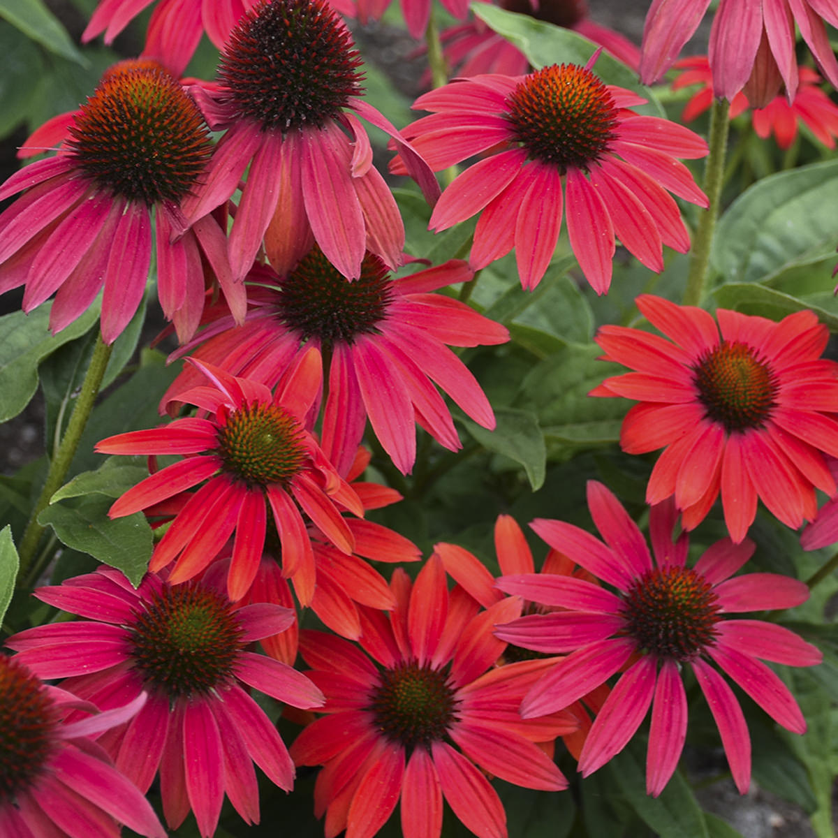 Summersong™ Firefinch™ Coneflower (Echinacea) - Photo Courtesy of Proven Winners, Inc.