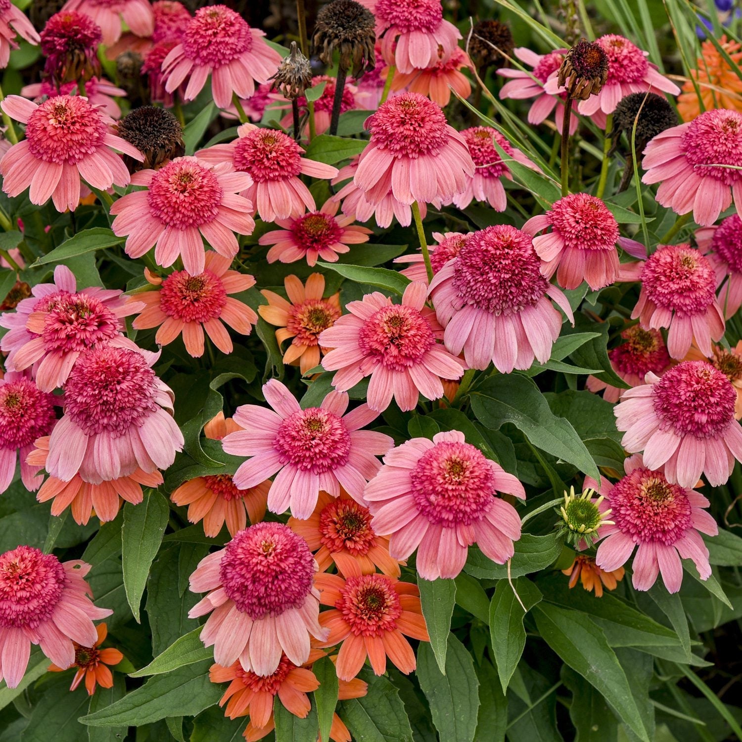 A cluster of Double Dipped® 'Rainbow Sherbet' Coneflower (Echinacea) with vibrant green leaves, some fully bloomed and others fading, creates a colorful, textured garden scene - Photo Courtesy of Walters Gardens, Inc.
