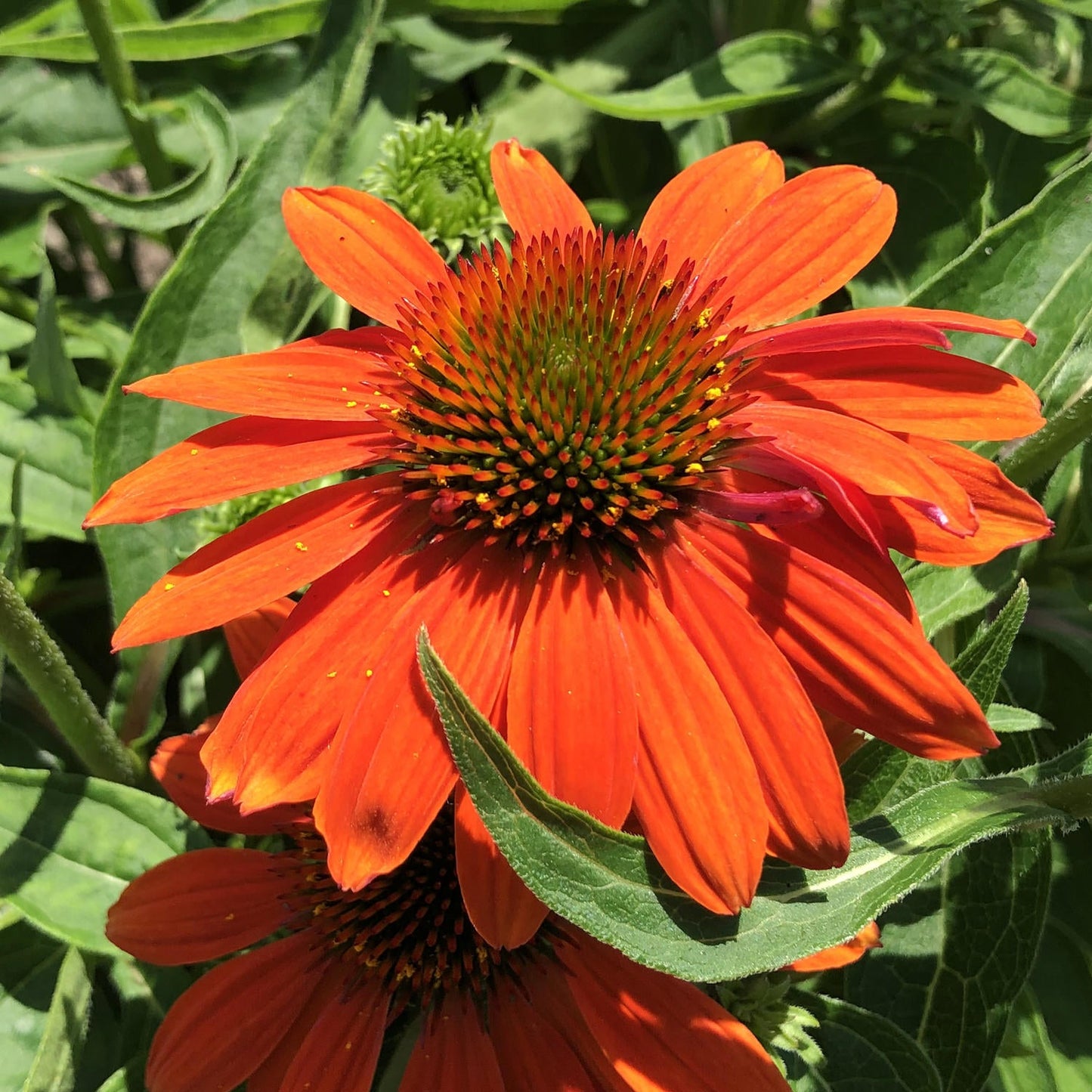 Close-up of the Sombrero® Adobe Orange Coneflower (Echinacea) with bright orange petals with a spiky green-and-orange center atop green leaves and stems - Photo Property of Garden Crossings LLC.