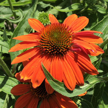 Close-up of the Sombrero® Adobe Orange Coneflower (Echinacea) with bright orange petals with a spiky green-and-orange center atop green leaves and stems - Photo Property of Garden Crossings LLC.