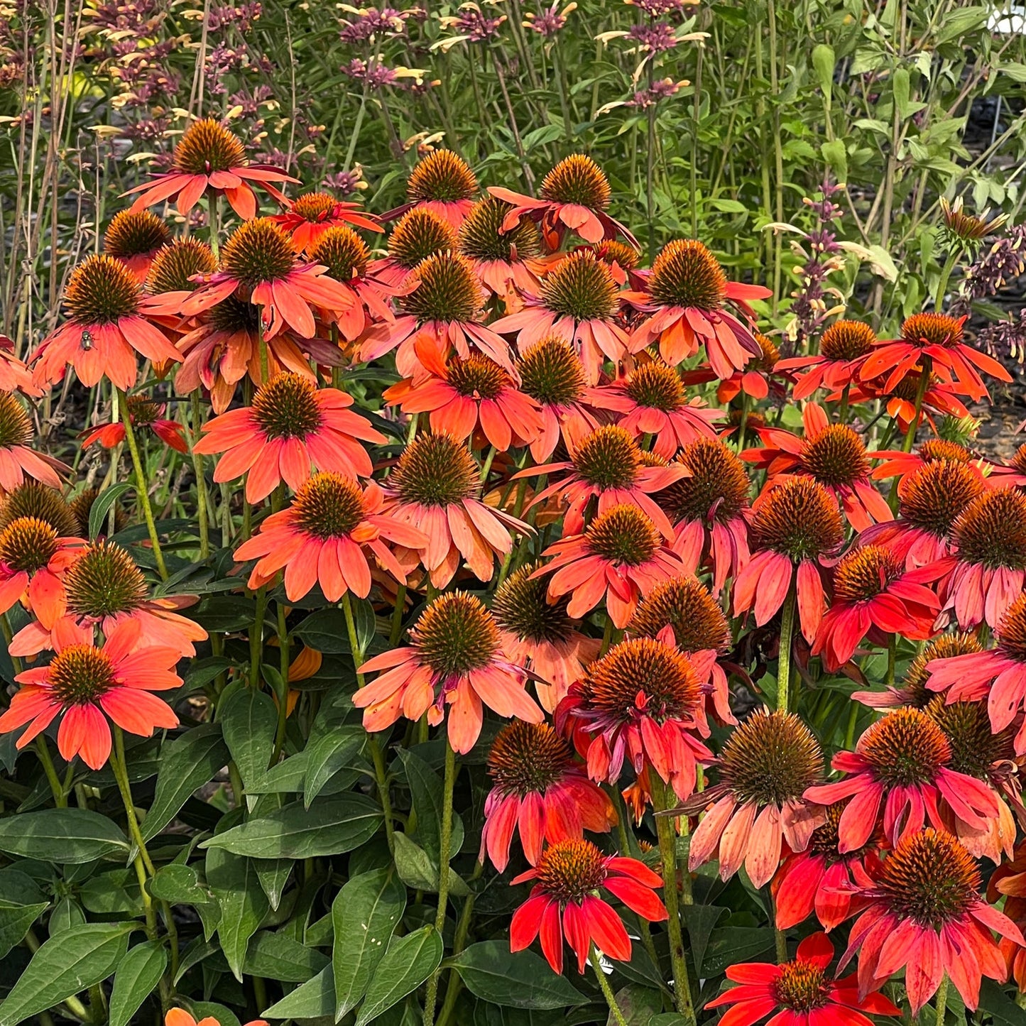 A cluster of vibrant Sombrero® Adobe Orange Coneflower (Echinacea) with spiky brown centers blooms among green leaves and wildflowers in a garden setting - Photo Property of Garden Crossings LLC.