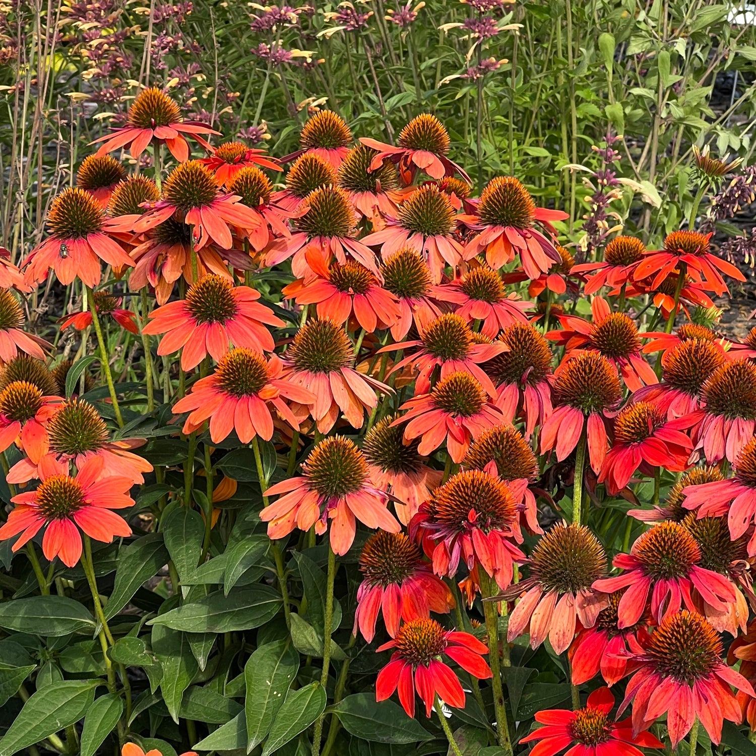 A cluster of vibrant Sombrero® Adobe Orange Coneflower (Echinacea) with spiky brown centers blooms among green leaves and wildflowers in a garden setting - Photo Property of Garden Crossings LLC.