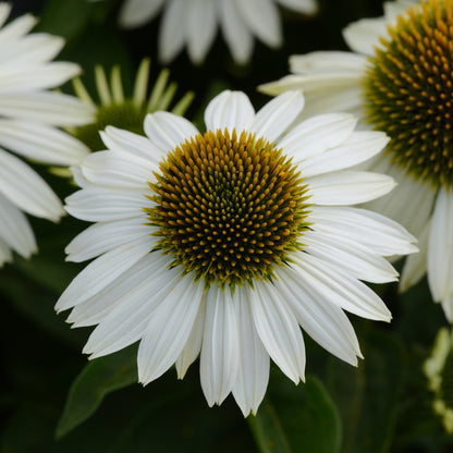 Sombrero® Blanco Coneflower (Echinacea) - Photo Courtesy of Ball Horticulure, Inc.