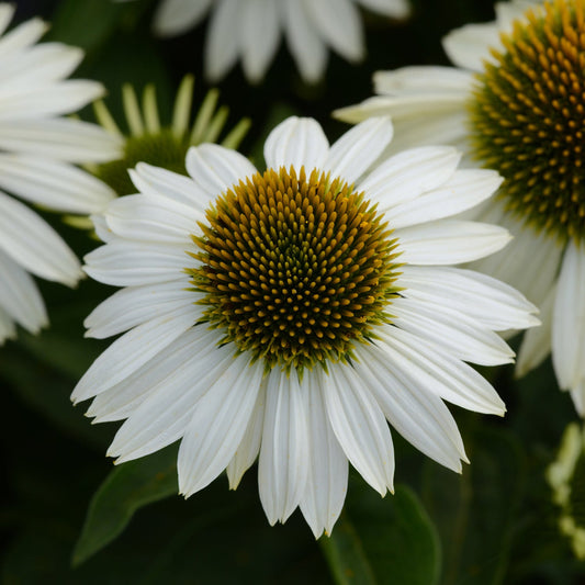 Close-up of the Sombrero® Blanco Coneflower (Echinacea), a native perennial featuring long white petals and a spiky greenish-yellow central cone, with similar blooms and green leaves softly blurred in the background - Photo Courtesy of Ball Horticulture, Inc.
