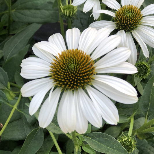 Close-up of a Sombrero® Blanco Coneflower (Echinacea), a native perennial with white petals, spiky yellow-green center, and green leaves, with similar flowers in the background - Photo Property of Garden Crossings LLC.