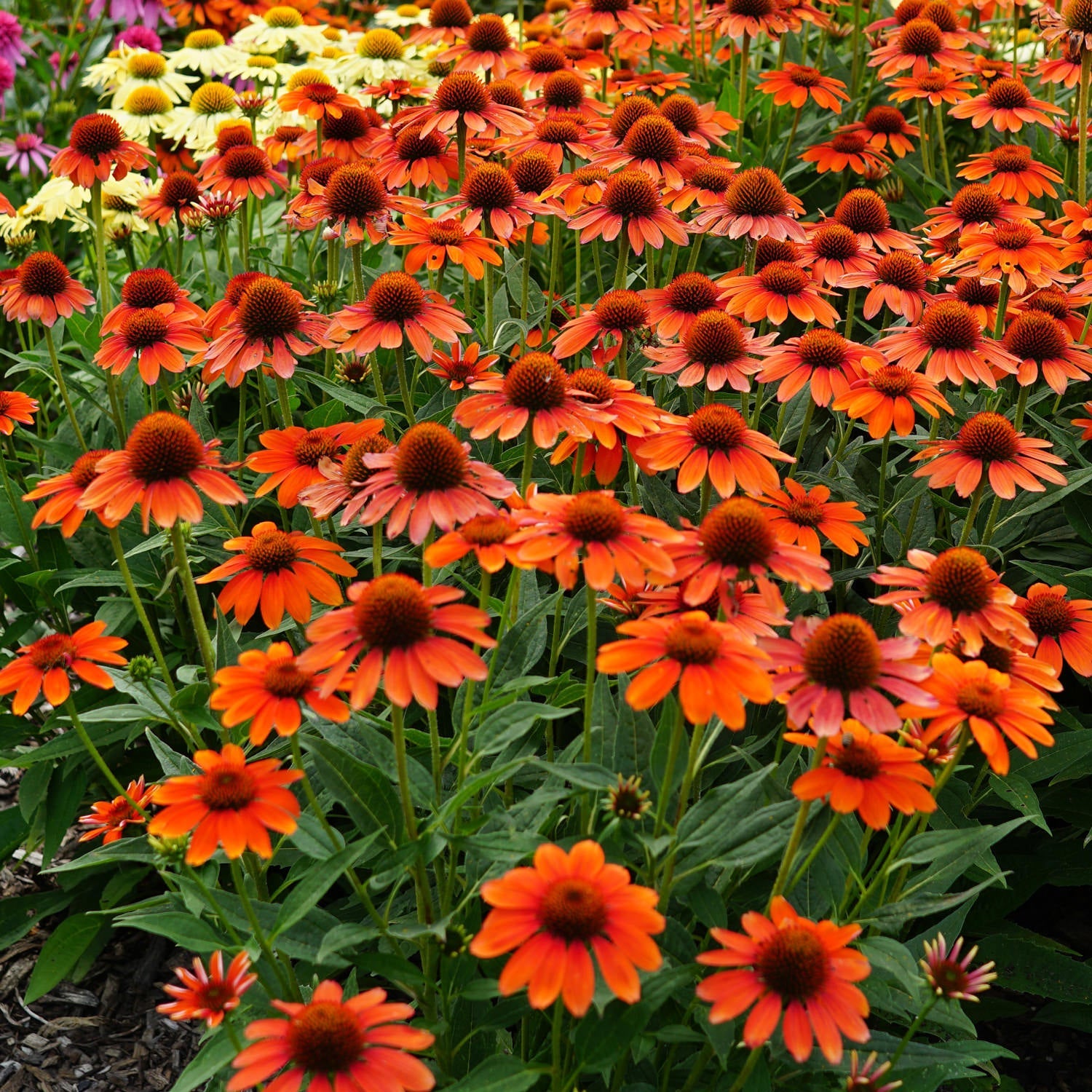 Sombrero® Flamenco Orange Coneflower (Echinacea)
