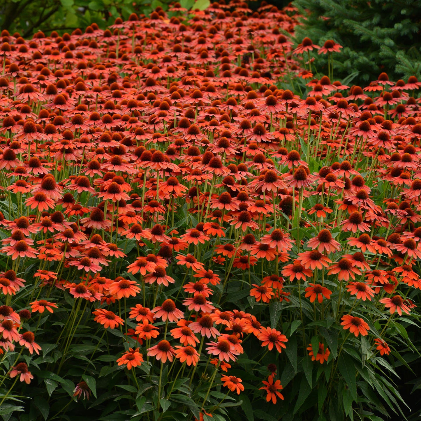 Sombrero® Flamenco Orange Coneflower (Echinacea) - Photo Courtesy of Ball Horticulure, Inc.