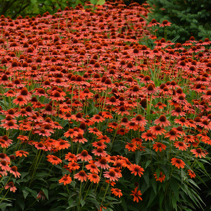 Sombrero® Flamenco Orange Coneflower (Echinacea) - Photo Courtesy of Ball Horticulure, Inc.