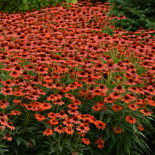 A mass planting of Sombrero® Flamenco Orange Coneflower (Echinacea) with dark centers is shown amid lush green foliage and some evergreen branches - Photo Courtesy of Ball Horticulture, Inc.