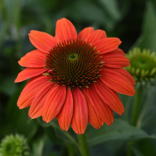 A close-up of a single Sombrero Poco™ Hot Coral Coneflower (Echinacea) shows its vibrant orange petals and green spiky cone, set against a blurred backdrop - Photo Courtesy of Ball Horticulture, Inc.