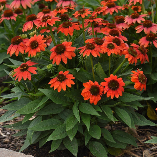 Sombrero Poco™ Hot Coral Coneflower (Echinacea) features vibrant orange blooms with dark centers above lush green leaves and mulch - Photo Courtesy of Ball Horticulture, Inc.