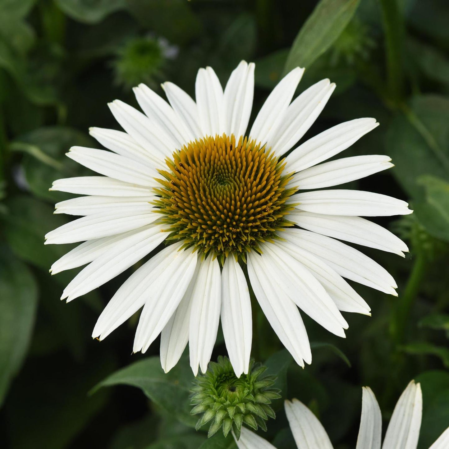 A close-up of a Sombrero Poco™ White Coneflower (Echinacea) with a yellow-green cone and long white petals, framed by green leaves and buds - Photo Courtesy of Ball Horticulture, Inc.