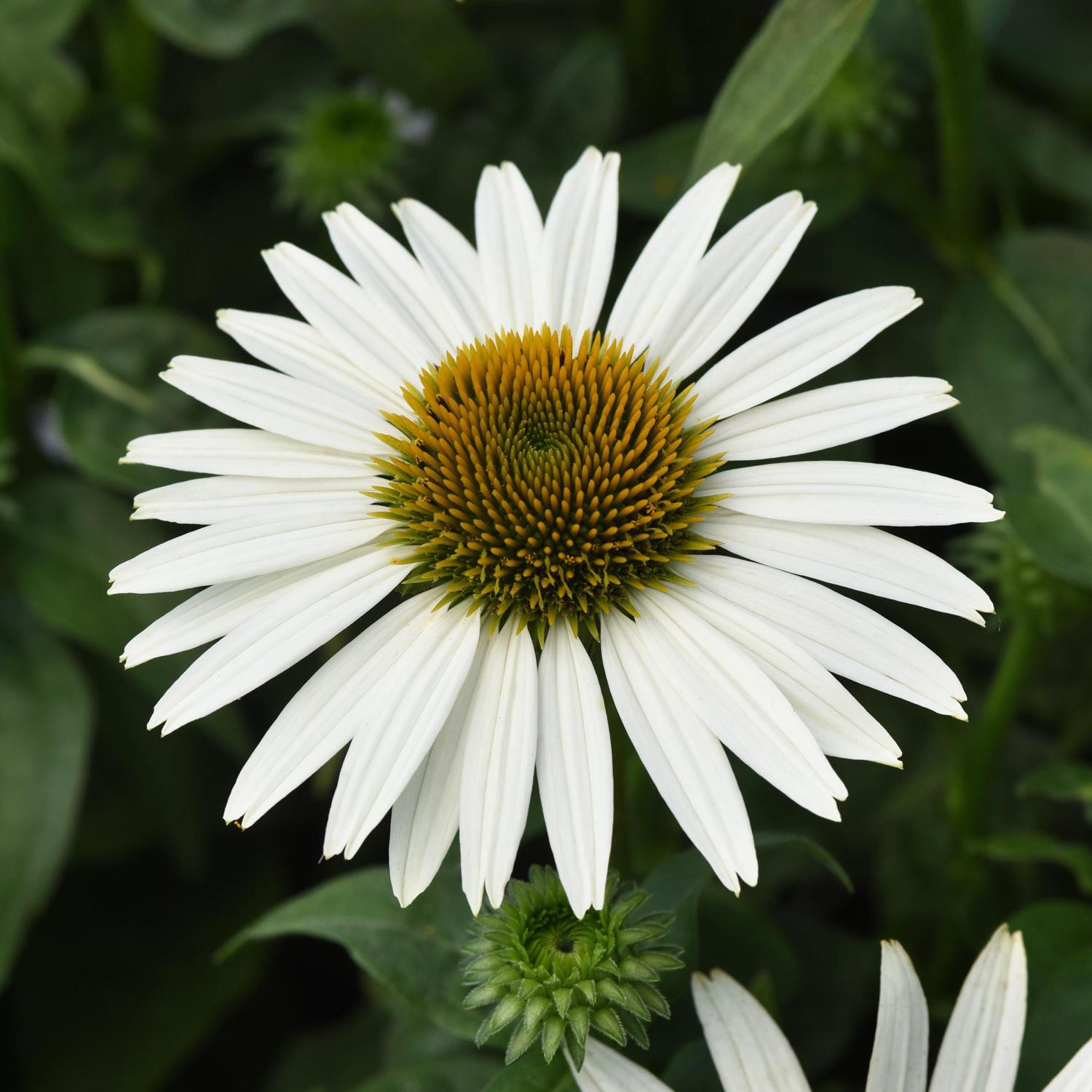 A close-up of a Sombrero Poco™ White Coneflower (Echinacea) with a yellow-green cone and long white petals, framed by green leaves and buds - Photo Courtesy of Ball Horticulture, Inc.