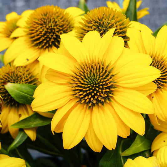 Close-up of Sombrero Poco™ Yellow Coneflower (Echinacea) cluster with large bright petals and spiky green-brown centers, surrounded by lush leaves. The softly blurred background highlights this plant’s vibrant blooms - Photo Courtesy of Ball Horticulture, Inc.