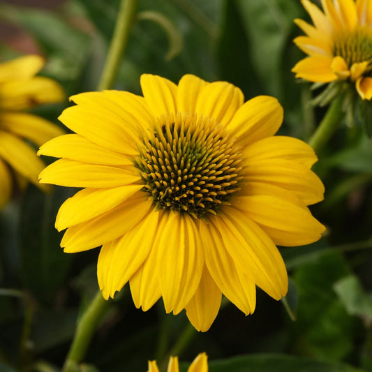 A close-up of Sombrero Poco™ Yellow Coneflower (Echinacea), a compact plant with vibrant yellow petals and a green-yellow cone, set among lush green leaves and blurred yellow blooms for lasting garden color - Photo Courtesy of Ball Horticulture, Inc.