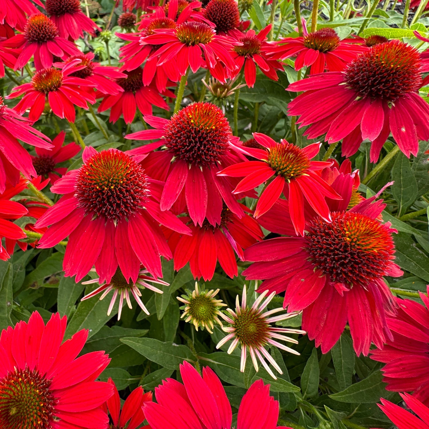 Sombrero® Salsa Red Coneflower (Echinacea) features bright red blooms with spiky dark orange centers above green foliage, with a few pale buds below the vibrant petals of this stunning native perennial - Photo Property of Garden Crossings LLC.