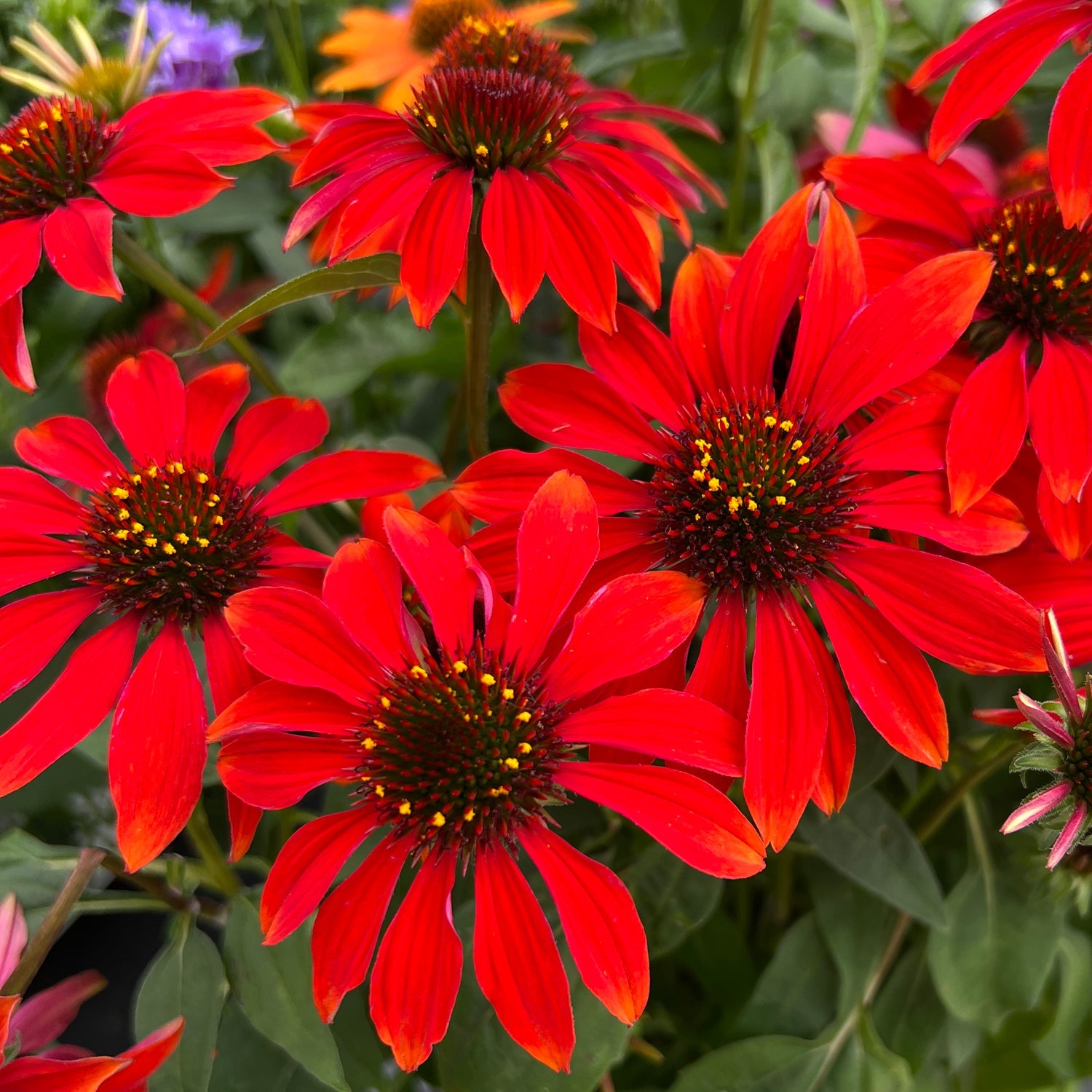 Sunbeckia® Graffiti Peach Black-eyed Susan (Rudbeckia)