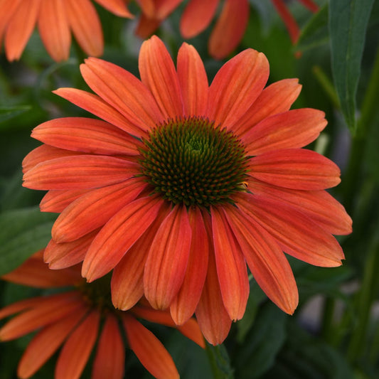 A close-up of the vibrant Sombrero® Tango Tangerine Coneflower (Echinacea) in full bloom, displaying bright orange petals and a green center, surrounded by green leaves - Photo Courtesy of Ball Horticulture, Inc.