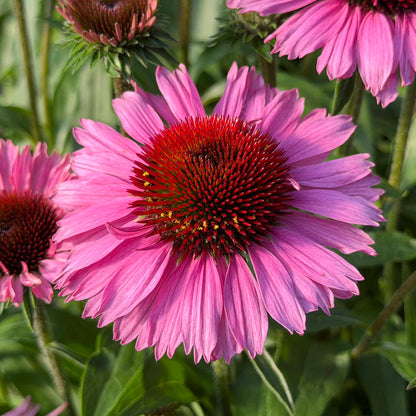Close-up of a blooming SunMagic® Vintage Brilliant Rose Coneflower (Echinacea) with pink petals and a spiky, reddish-orange central cone, surrounded by green foliage and other summer-blooming perennials  in the background - Photo Property of Garden Crossings LLC