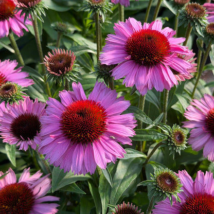 SunMagic® Vintage Brilliant Rose Coneflower (Echinacea), featuring prominent red centers and vivid pink petals atop green stems and foliage, blooms beautifully in garden settings, making it a striking summer-blooming perennial and an excellent addition to pollinator gardens - Photo Property of Garden Crossings LLC