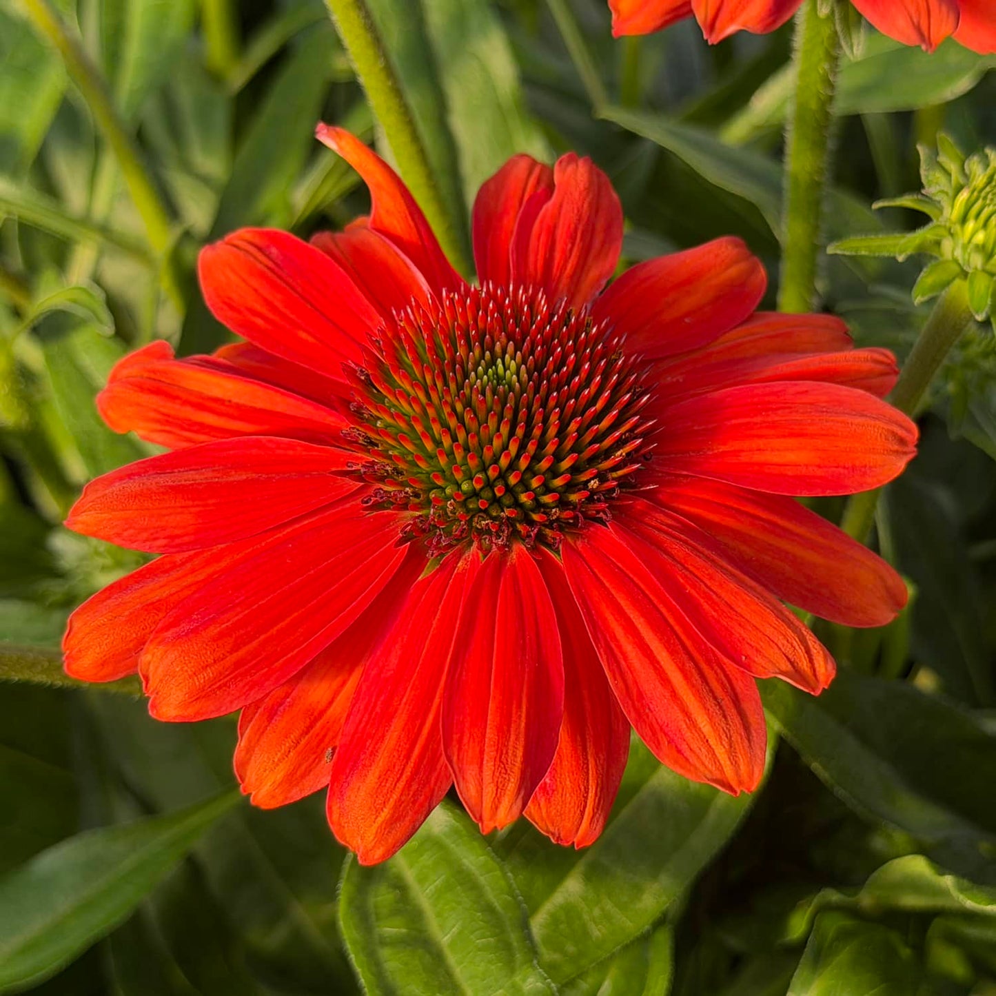 The SunMagic® Vintage Electric Orange Coneflower (Echinacea) features brilliant orange-red petals with a spiky green and orange center, beautifully set against lush green foliage in the garden. This eye-catching perennial thrives in full sun, delivering electrifying color and vibrant energy to any sunny border or flowerbed - Photo Property of Garden Crossings LLC