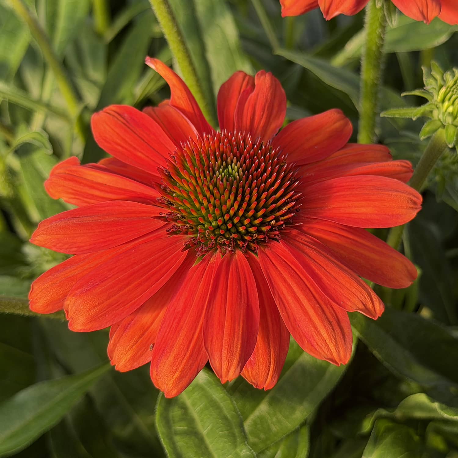 The SunMagic® Vintage Electric Orange Coneflower (Echinacea) features brilliant orange-red petals with a spiky green and orange center, beautifully set against lush green foliage in the garden. This eye-catching perennial thrives in full sun, delivering electrifying color and vibrant energy to any sunny border or flowerbed - Photo Property of Garden Crossings LLC