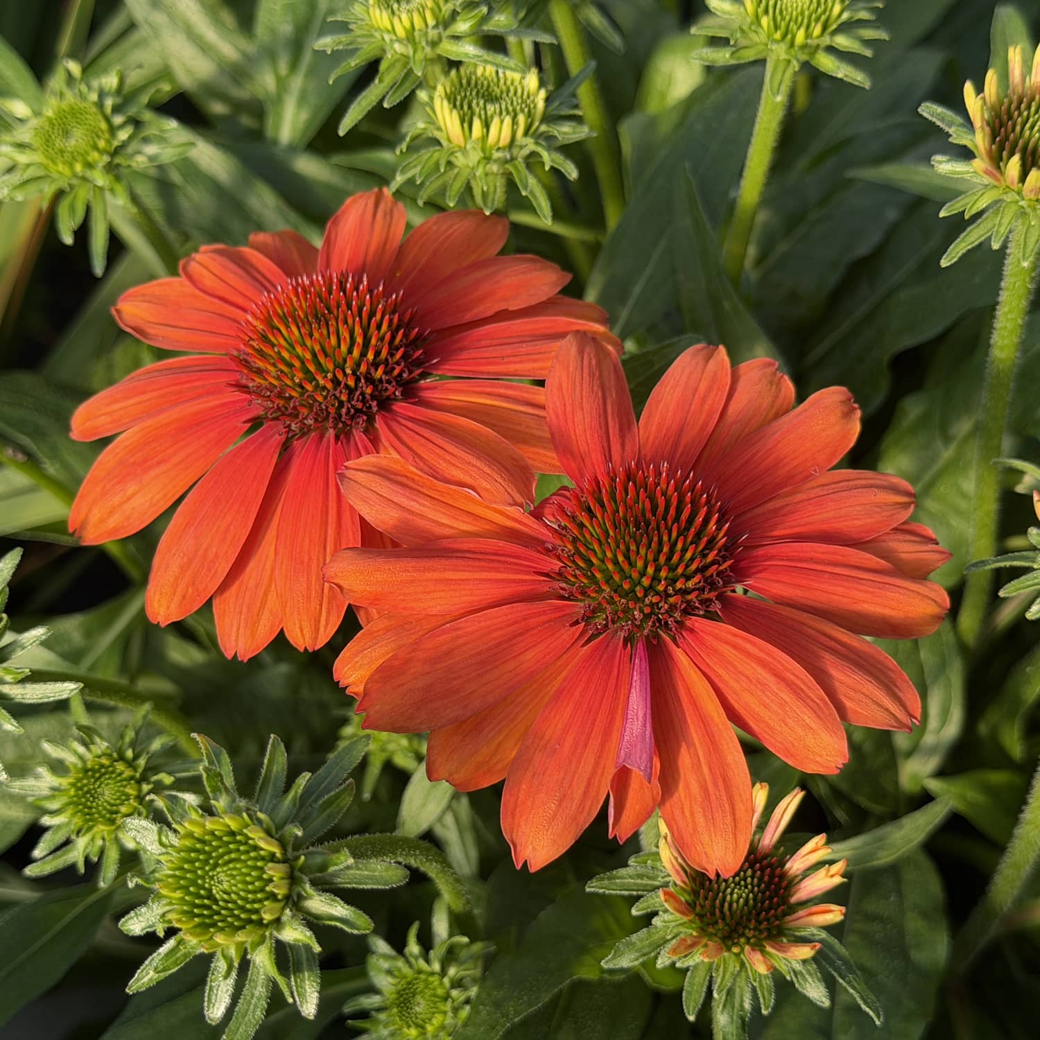 Two vibrant SunMagic® Vintage Electric Orange Coneflowers (Echinacea) in full bloom are surrounded by green leaves and several flower buds, creating a colorful and lush garden scene that highlights this stunning perennial for full sun - Photo Property of Garden Crossings LLC