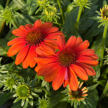 Two vibrant SunMagic® Vintage Electric Orange Coneflowers (Echinacea) in full bloom are surrounded by green leaves and several flower buds, creating a colorful and lush garden scene that highlights this stunning perennial for full sun - Photo Property of Garden Crossings LLC