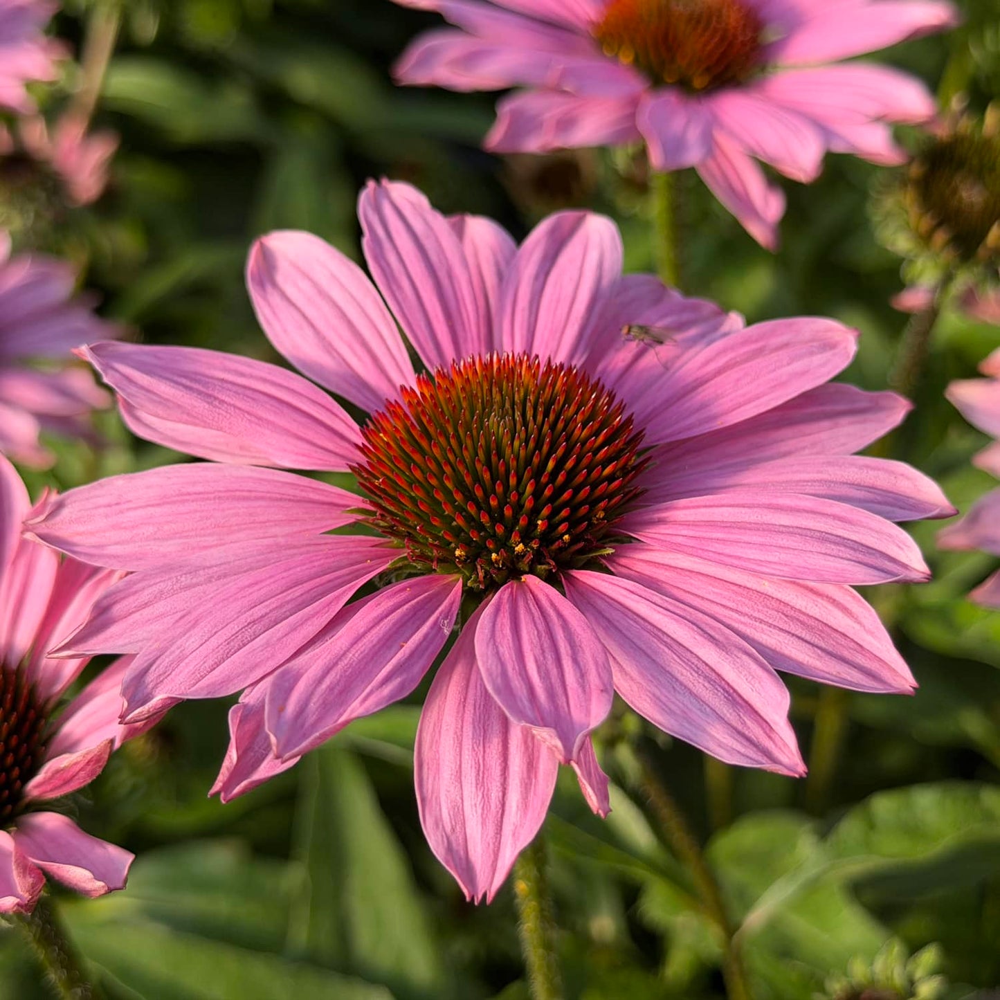 Close-up of a blooming SunMagic® Vintage Fuchsia Coneflower (Echinacea) with vibrant pink petals and a spiky orange center, surrounded by green leaves and other similar flowers in the background - Photo Property of Garden Crossings LLC