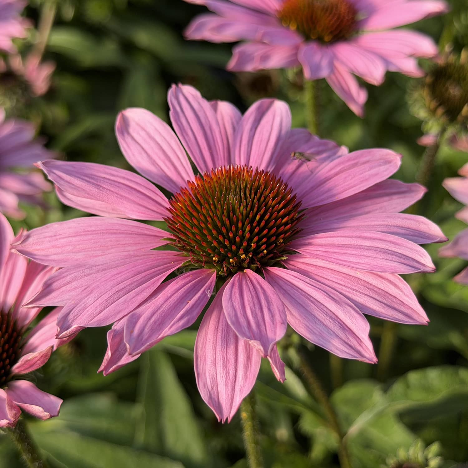Close-up of a blooming SunMagic® Vintage Fuchsia Coneflower (Echinacea) with vibrant pink petals and a spiky orange center, surrounded by green leaves and other similar flowers in the background - Photo Property of Garden Crossings LLC