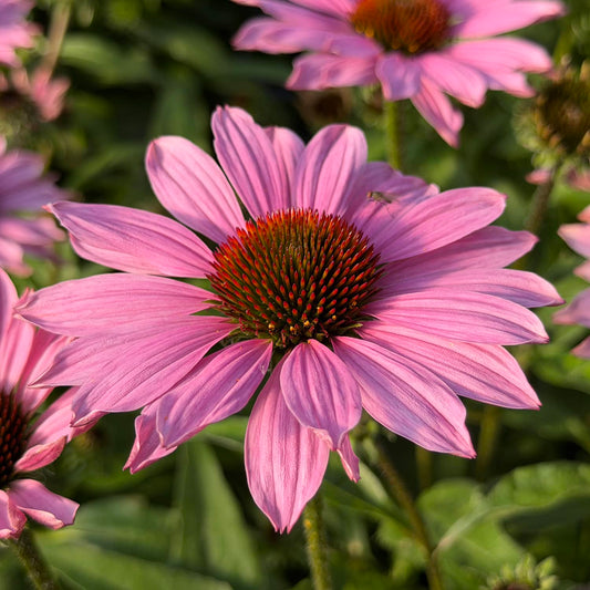 Close-up of a blooming SunMagic® Vintage Fuchsia Coneflower (Echinacea) with vibrant pink petals and a spiky orange center, surrounded by green leaves and other similar flowers in the background - Photo Property of Garden Crossings LLC